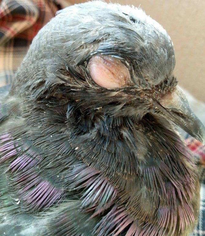 Болезни голубей, опасные и неопасные для человека — симптомы, лечение