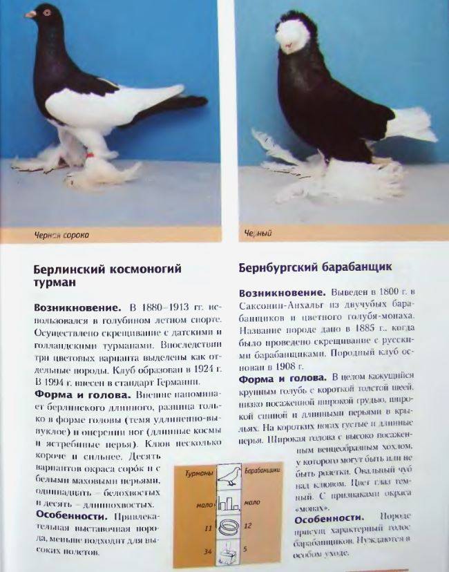 Породы голубей - особенности, виды, постройка голубятни, варианты обустройства гнезда и особенности пород (90 фото)