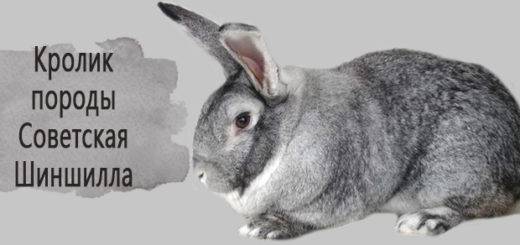 Черно-бурый кролик: гордость отечественной селекции