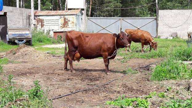 ᐉ красногорбатовская порода коров: описание и характеристика - zooon.ru