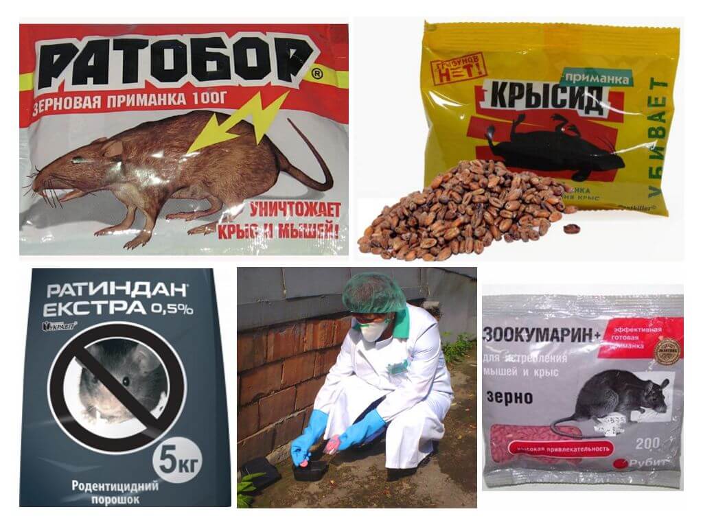 ᐉ как бороться с крысами в курятнике? способы отпугивания крыс - zooon.ru