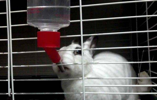 Какой водой поить кроликов