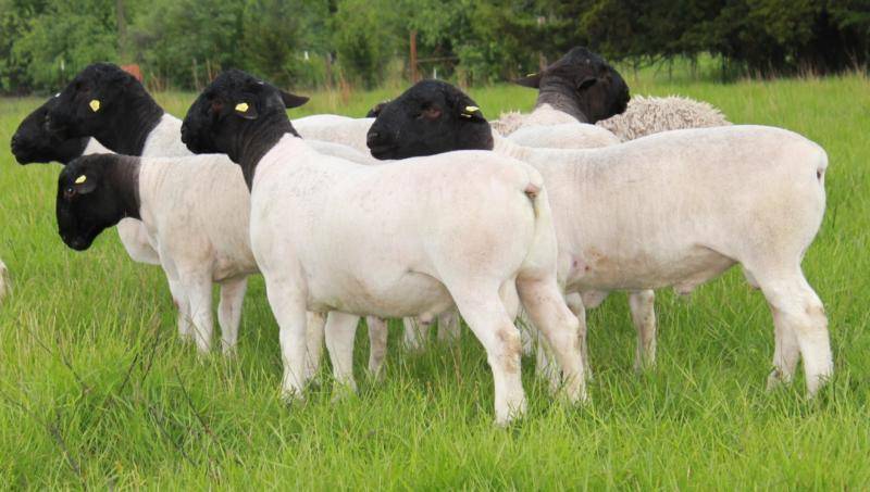 Основные характеристики породы овец дорпер