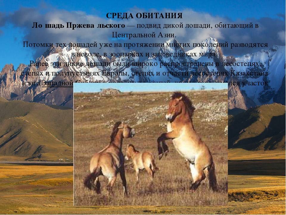 Лошадь пржевальского – фото, описание, ареал, рацион, враги, популяция