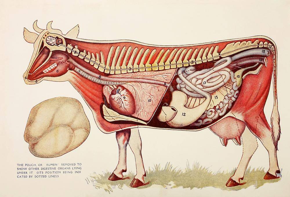 Скелет коровы: фото с описанием костей