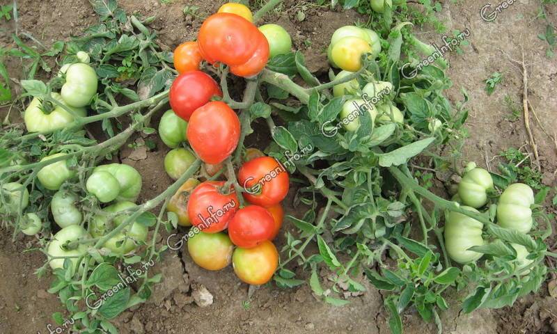 Ранний и урожайный томат ямал — характеристика и описание сорта