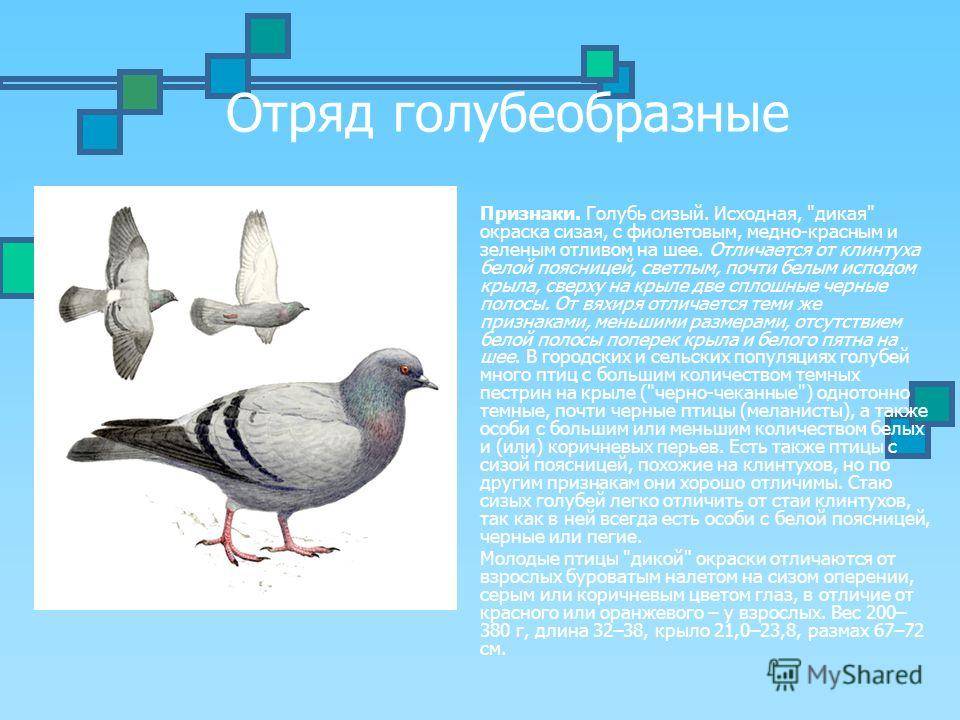 Голубь птица. описание, особенности, виды, образ жизни и среда обитания голубя