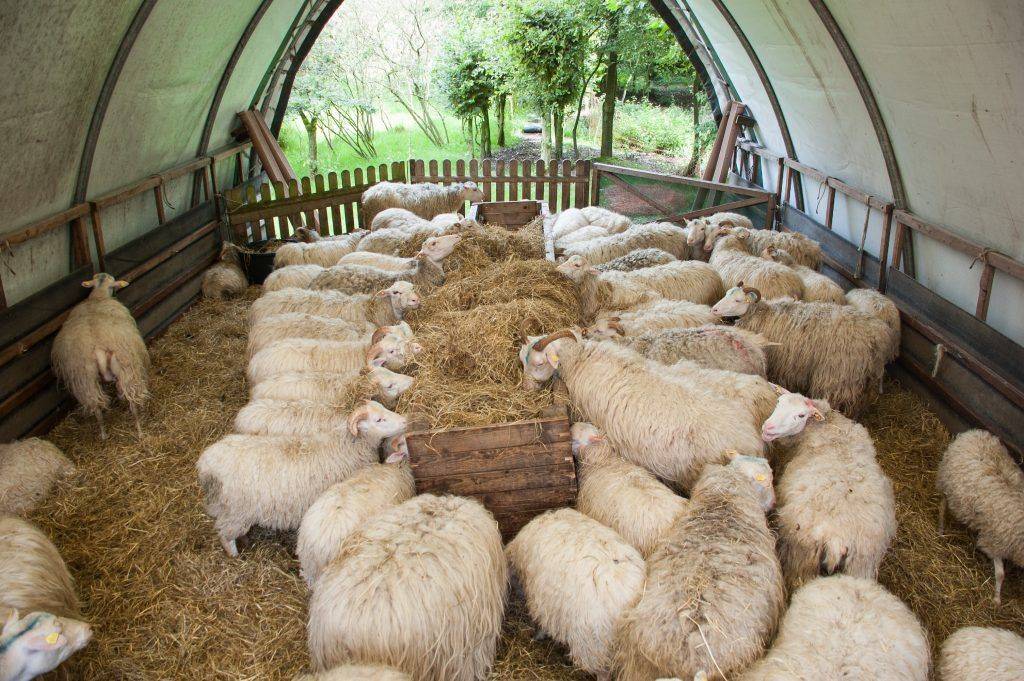 Особенности содержания и выращивания овец в домашних условиях