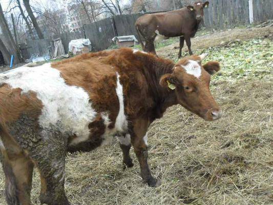 Описание и характеристика айрширской породы коров