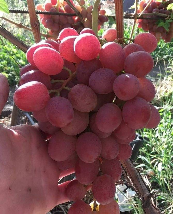 Виноград ливия описание и характеристика сорта, выращивание и уход, отзывы, фото