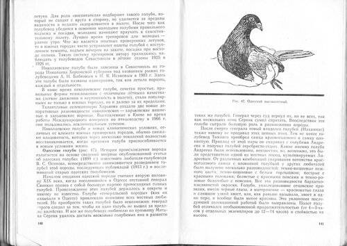 Николаевские голуби: описание, особенности разведения, лечение болезней