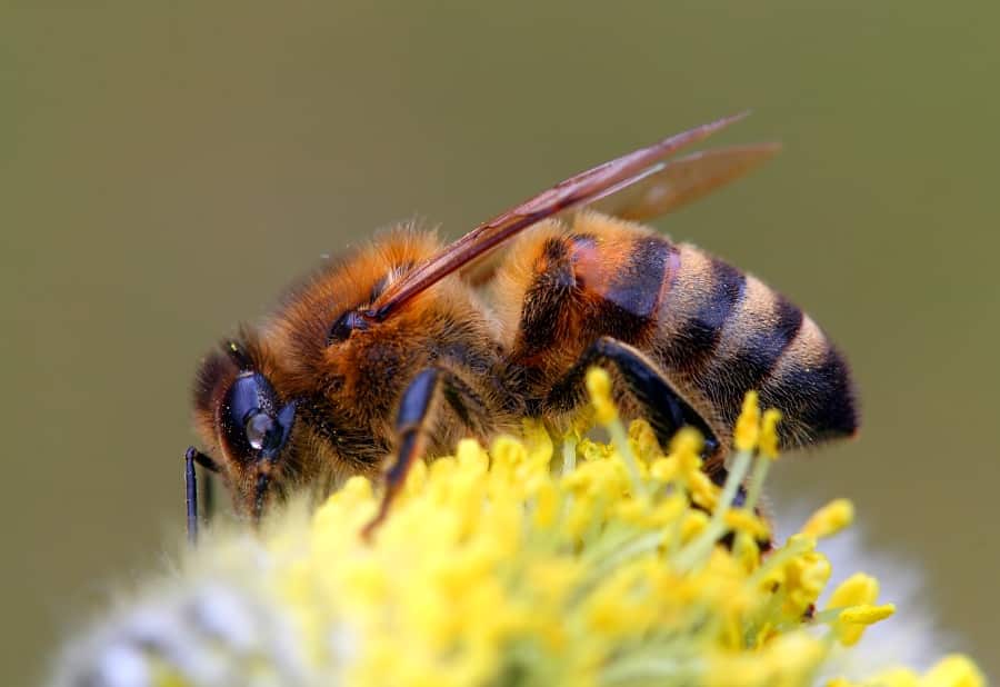 Характеристика горной кавказской пчелы и их мед