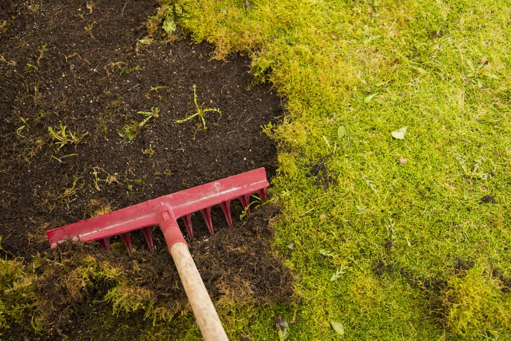 Как избавиться от мха на газоне: как убрать весной, как бороться бриофитами