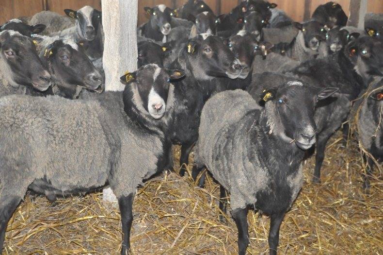 Романовская порода овец: описание, разведение и содержание