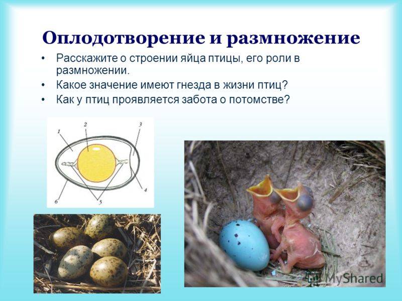 Как оплодотворяют курицу: как определить оплодотворенное или неоплодотворенное яйцо и узнать схему оплодотворения петухом