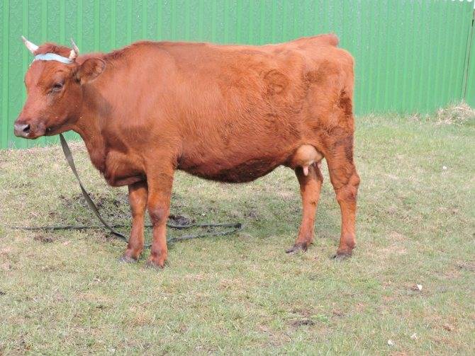 Красногорбатовская порода коров: характеристика красных горбатовских