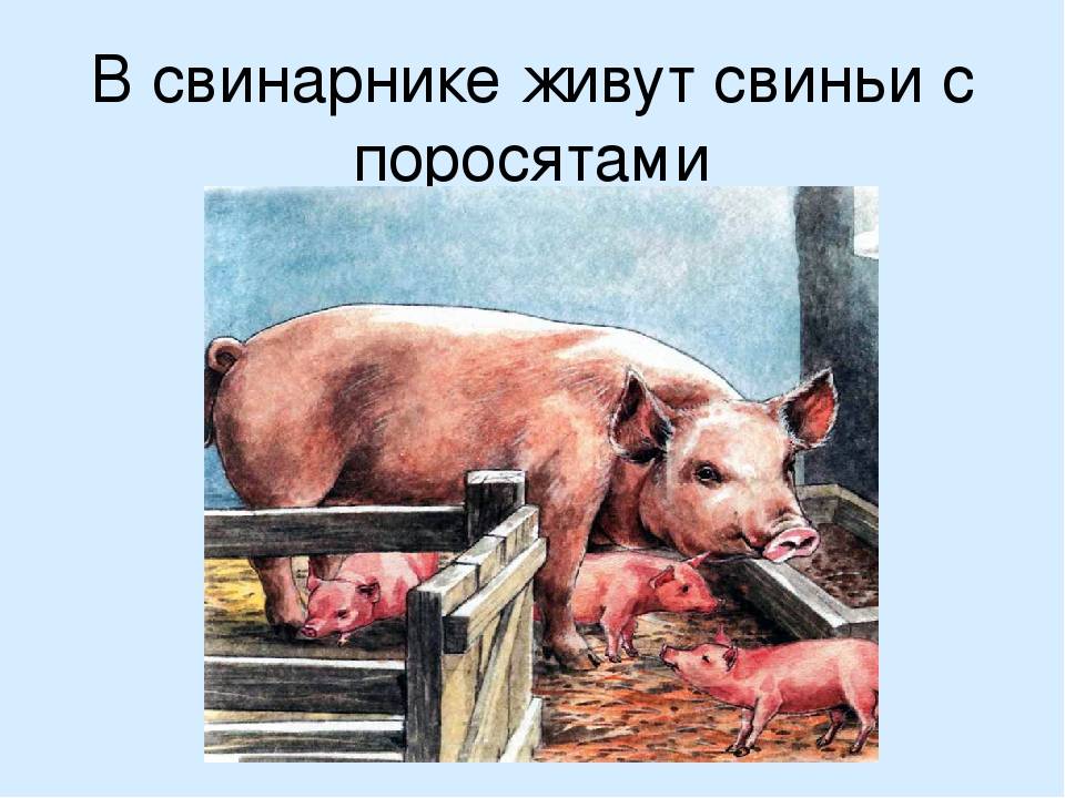 Разведение свиней по линиям