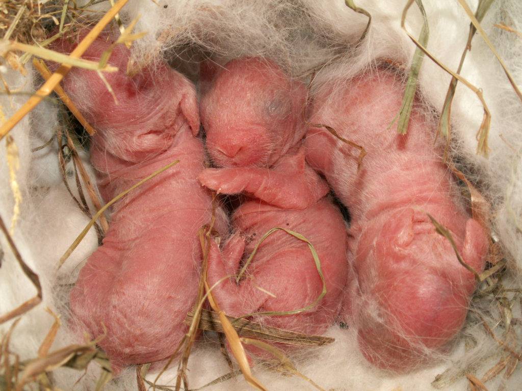 Сколько ходят беременные кролики и как принять роды?