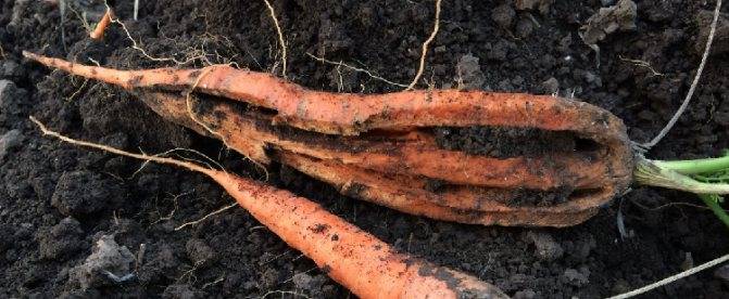 Позеленение моркови: опасность, причины и способы предотвращения