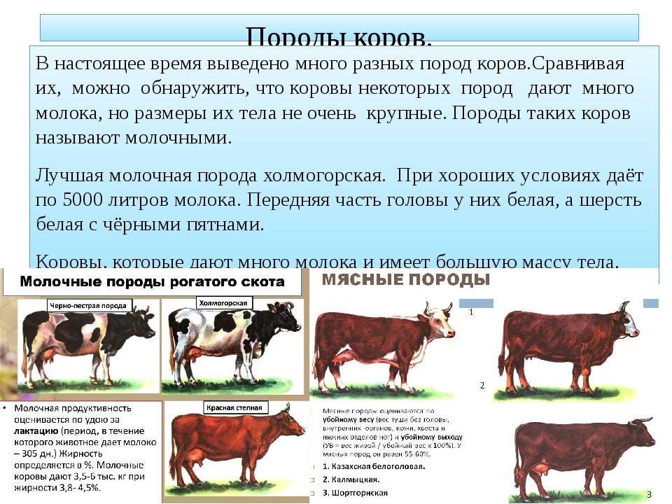 Холмогорская порода крупного рогатого скота: рентабельность и продуктивность