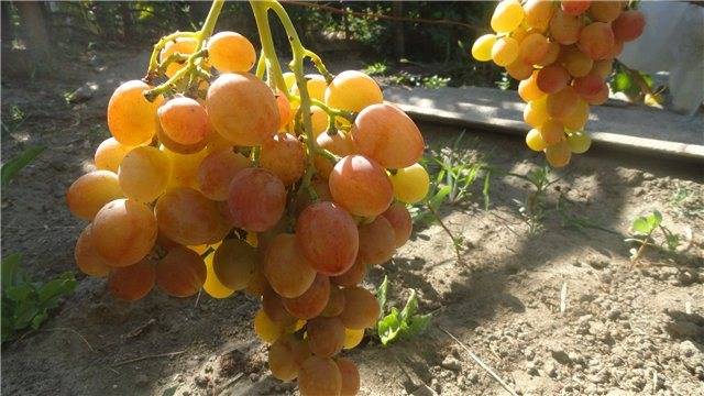 Описание сорта винограда анюта