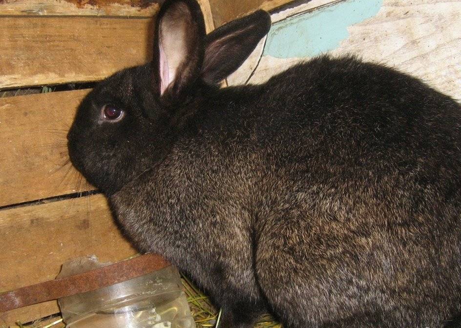 Кролики породы ризен — стандарт породы и особенности содержания