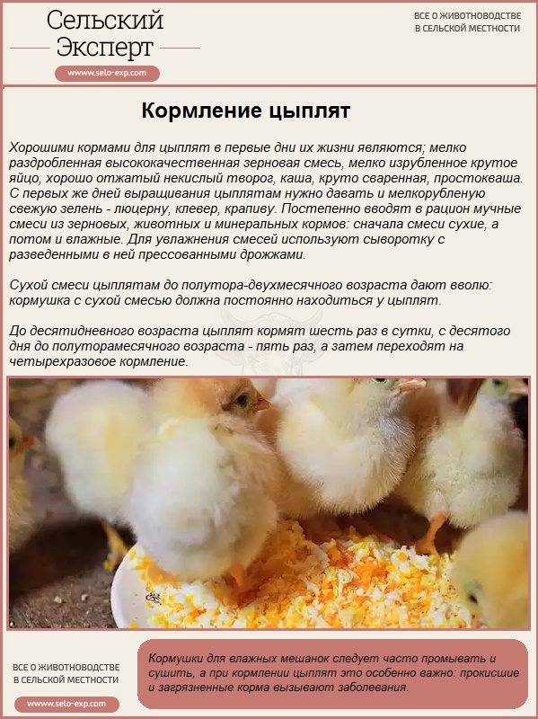 Выращивание цыплят в домашних условиях- инструкция по разведению