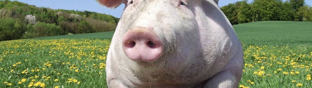 Опорос свиней: определение супоросности, сколько дней ходит беременная свиноматка, подготовка к опоросу