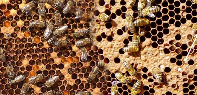 Профилактика и лечение пчел от гнильца