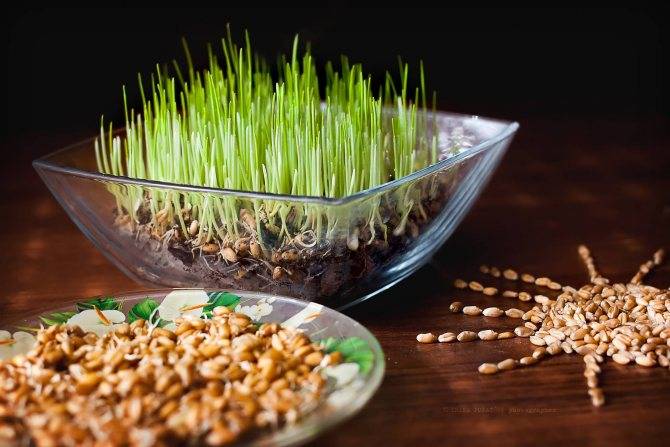 Как прорастить пшеницу для кур - пошаговая инструкция, особенности и рекомендации