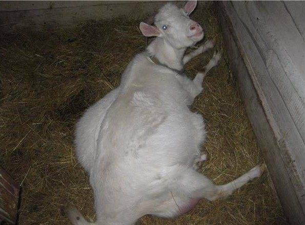 Сколько длится беременность у козы — средние сроки и календарь окота