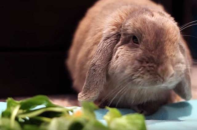 Можно ли кормить кроликов травой горчицы
