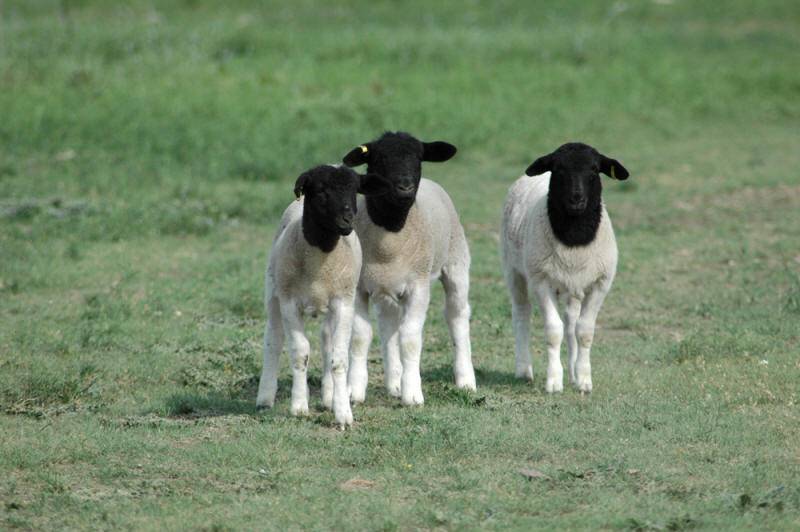 Овцы породы дорпер: описание и характеристика