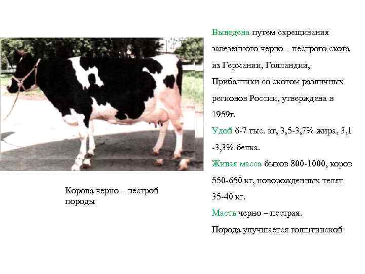 Черно-пестрая порода коров: [описание породы, фото, уход, преимущества и недостатки]