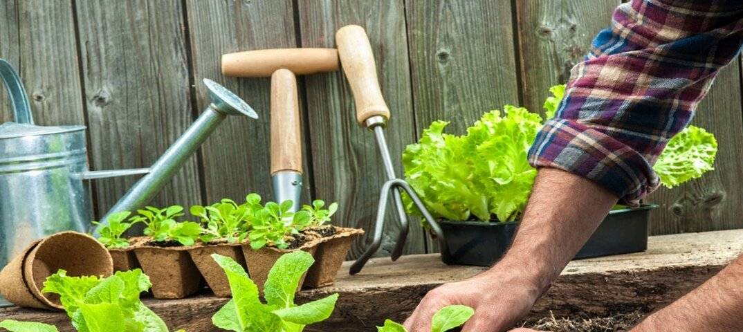Дачные и садовые работы в июле. полезные советы и рекомендации опытного садовода