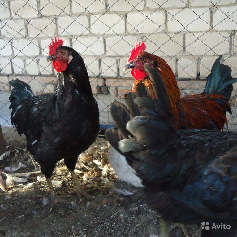 Московская черная порода кур: описание, отзывы, фото, видео