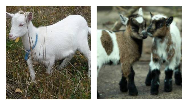 Сколько лет могут прожить козы и до какого возраста эффективно их держать?