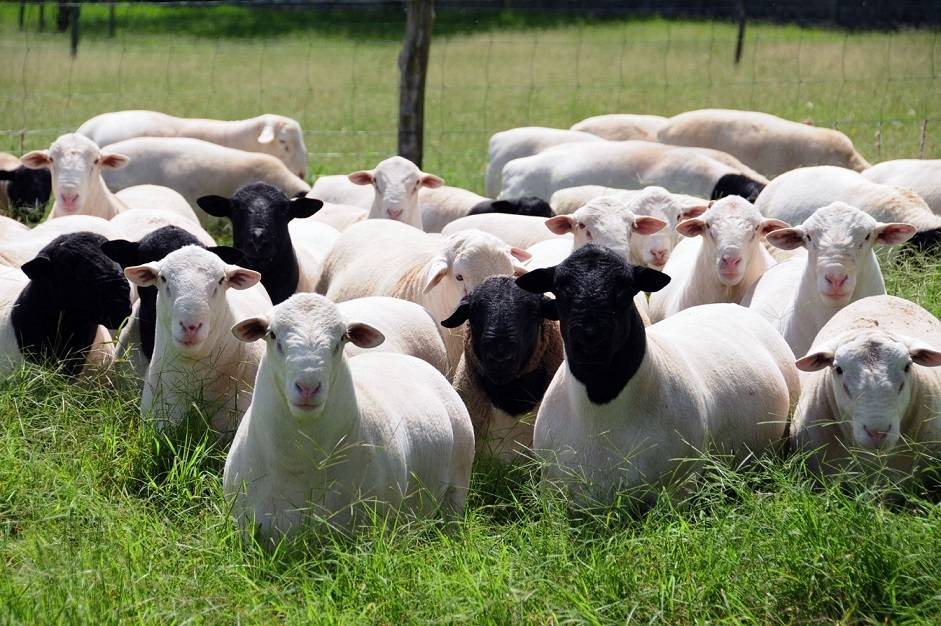 Овцы дорпер - описание породы, содержание и разведение