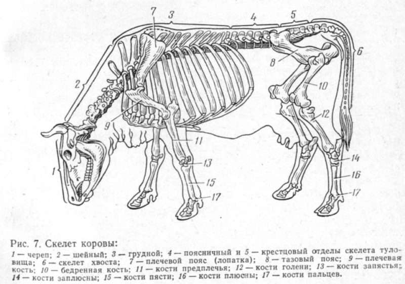 Скелет лошади: строение, головы, позвоночника, грудной клетки, таза, описание