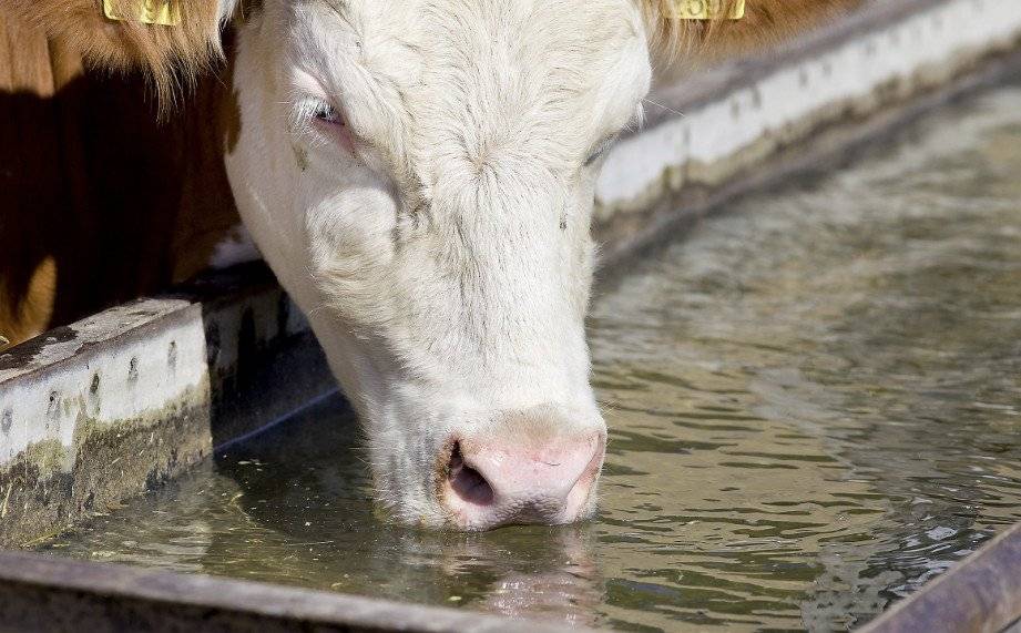 Кормление крс | поение коров – сколько воды нужно коровам и как подобрать поилки