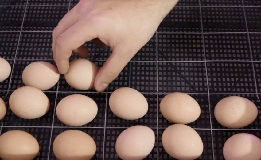 Как правильно отобрать яйца для инкубации?