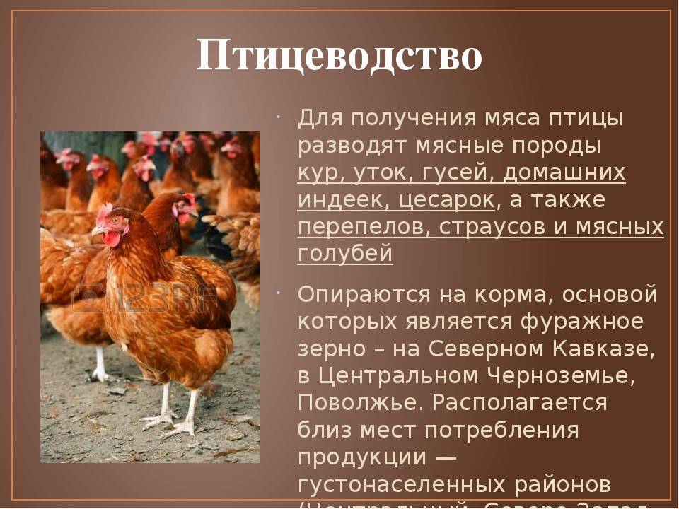 Лучшие куры-несушки яичных пород - фермеры россии