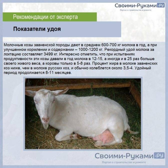 Молочных породы коз без запаха: 7 видов дойных коз, которые дают больше молока