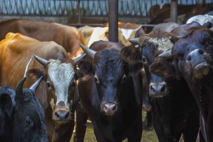Лейкоз крупного рогатого скота: особенности заболевания и методы решения проблемы