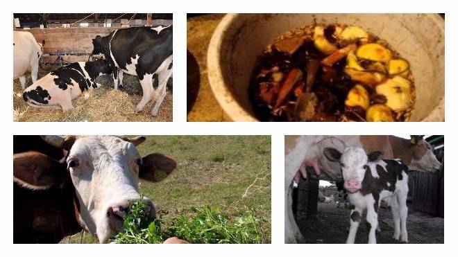 Кормление коров дойных, молочных: периоды и рацион питания