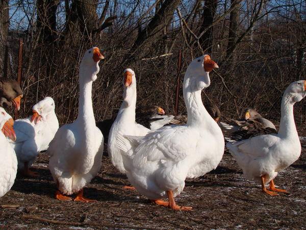 Губернаторский – новая российская порода гусей. высокопродуктивная птица для домашнего и промышленного выращивания