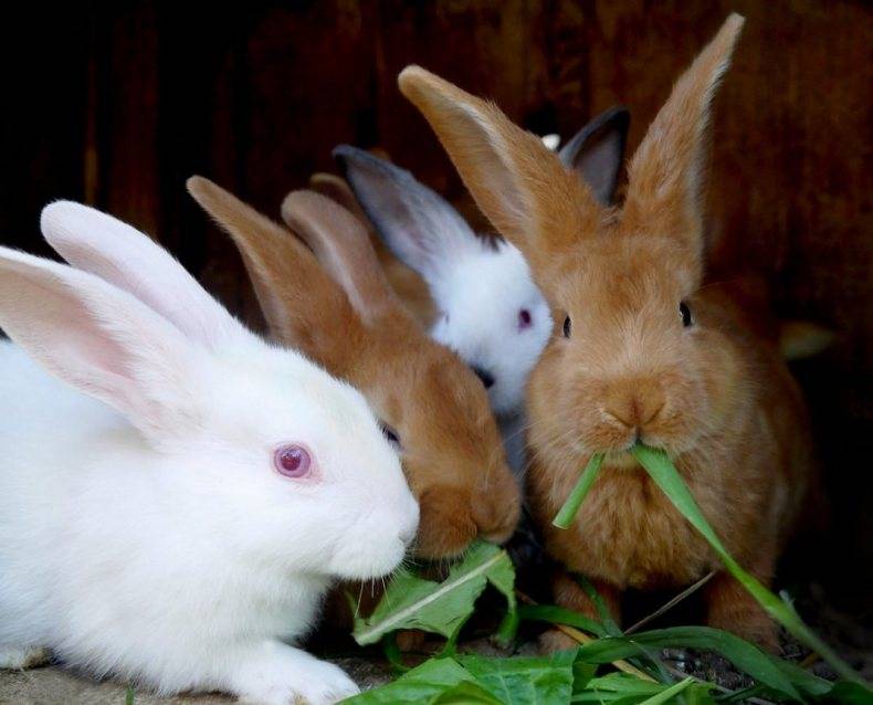Кролики-гиганты: породы и особенности разведения