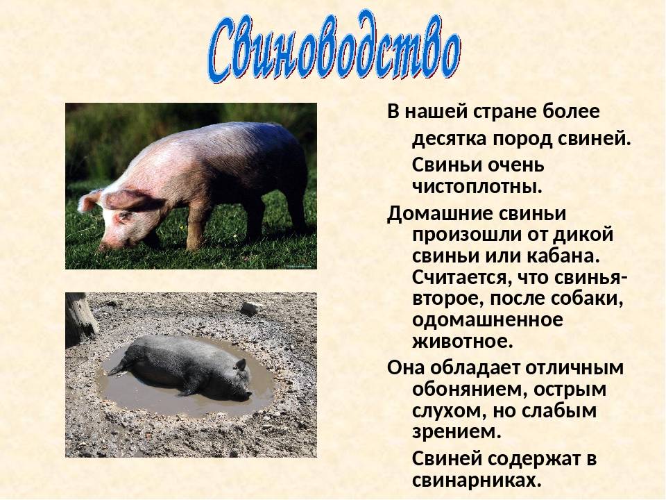 Домашняя свинья - особенности ухода и правила разведения (видео + 115 фото)