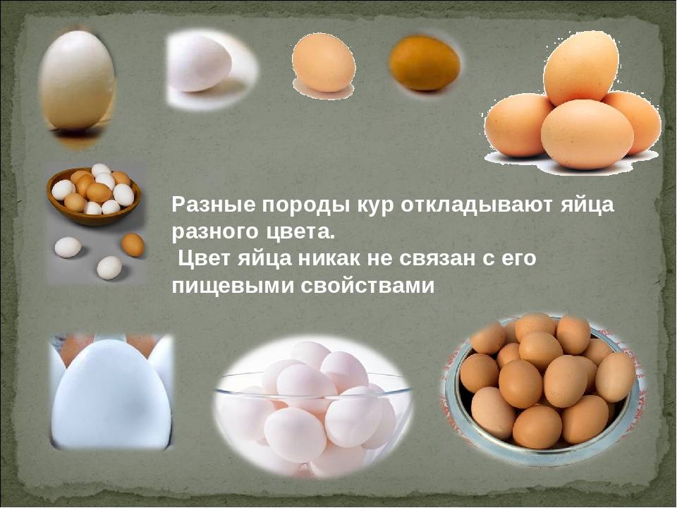 Что сделать, чтобы куры несла крупные яйца? топ-7 советов selo.guru — интернет портал о сельском хозяйстве