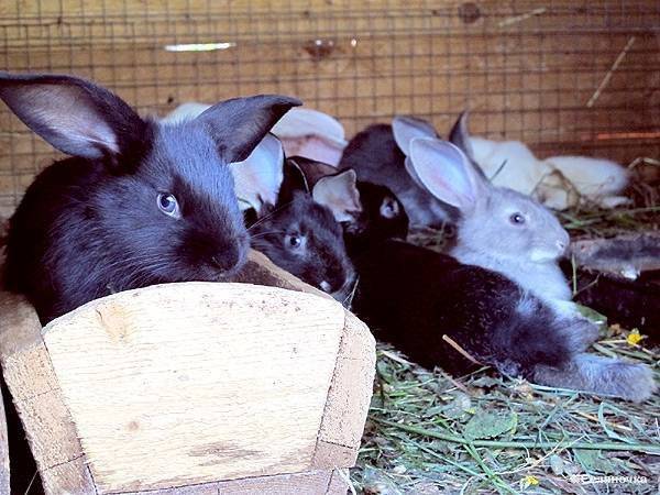 Можно ли давать траву молочай кроликам: польза и вред, особенности кормления